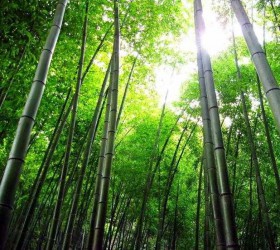 MD-WD333竹炭抗甲醛全效无添加墙面漆